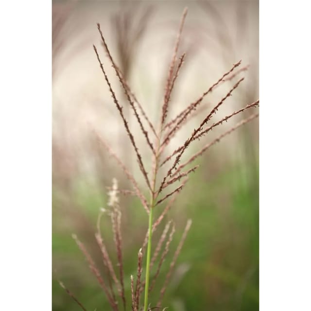 Miscanthus Sinensis Dronning Ingrid Chinaschilf 3-5 Liter Container