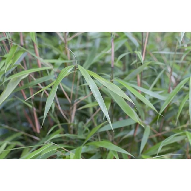 Fargesia Scabrida Asian Wonder Bambus Immergrün 80–100 cm