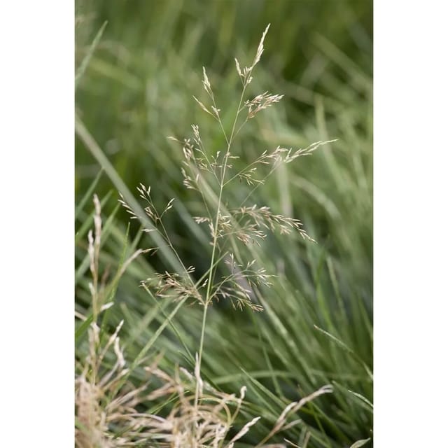 Deschampsia Cespitosa Goldtau Schmiele Goldgelb 30–40 cm