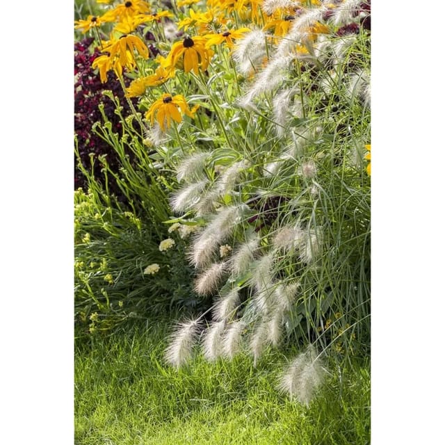 Pennisetum Alopecuroides Hameln Lampenputzergras Ca. 11x11 cm Topf