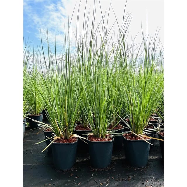 Cortaderia Selloana Pampasgras 3-5 Liter Container