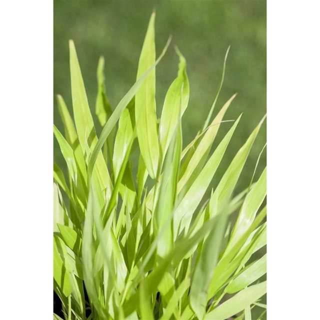 Hakonechloa Macra All Gold Japanisches Waldgras Goldgelb Ca. 11x11 cm Topf