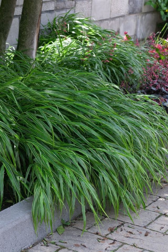 Hakonechloa Macra Albostriata Japanisches Waldgras Ca. 11x11 cm Topf