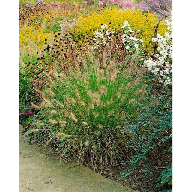 Pennisetum Alopecuroides Weserbergland Lampenputzergras Ca. 9x9 cm Topf