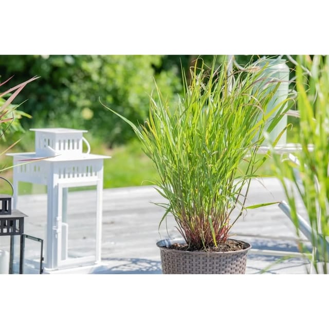 Panicum Virgatum Rehbraun Rutenhirse Braun Ca. 9x9 cm Topf
