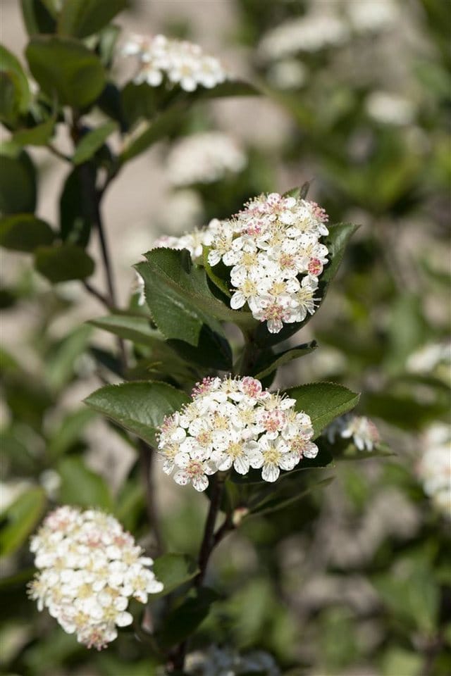 Aronia Melanocarpa Hugin Schwarze Apfelbeere 40–60 Cm Robust