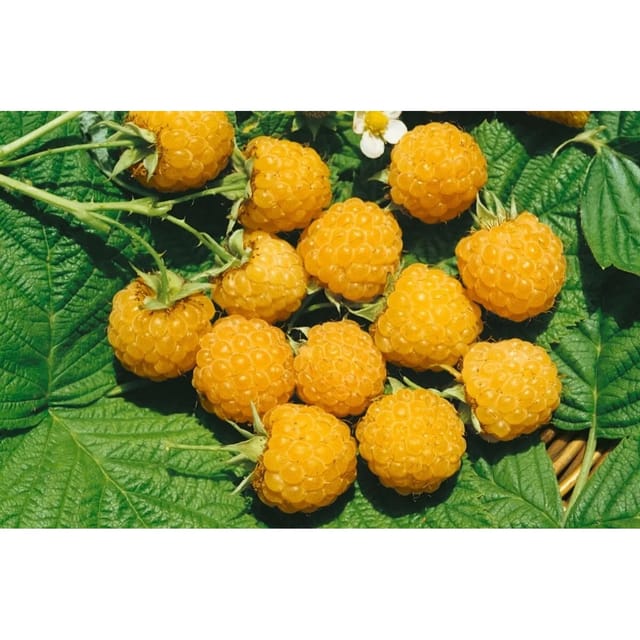 Rubus Idaeus Fallgold Himbeere Gelbfruchtig 40–60 Cm