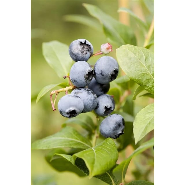 Vaccinium Corymbosum Northland Heidelbeere 40–60 Cm Ertragreich