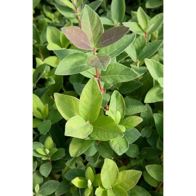 Lonicera Kamtschatica Blue Velvet -R- Honigbeere 30–40 Cm