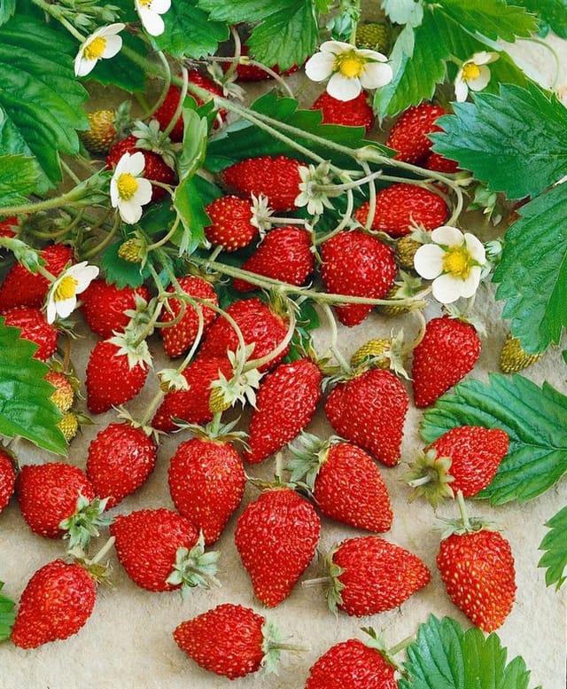 Fragaria Vesca Var. Semperfl. Alexandria Walderdbeere Ca. 9x9 Cm Topf