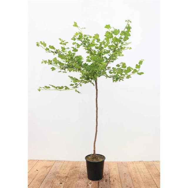 Ribes Uva-Crispa Hinnonmäki Grün Stachelbeere Grün 90 Cm Stammhöhe