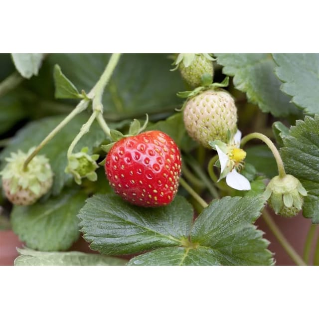 Fragaria X Ananassa Mieze Schindler Erdbeere Ca. 9X9 Cm Topf