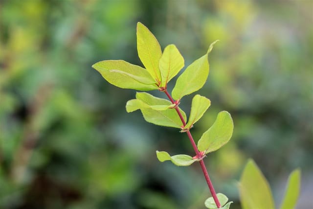 Lonicera Kamtschatica Honigbeere 40–60 Cm Winterhart