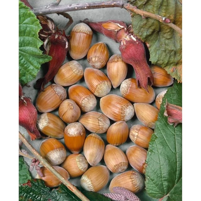 Corylus Avellana Webbs Preisnuß Haselnuss 60–100 Cm