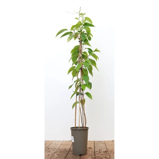 Actinidia Chinensis Jenny Kiwi Selbstfruchtend 60–100 Cm