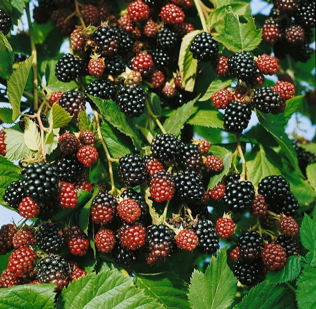 Rubus Fruticosus Black Satin Brombeere Dornenlos 60–100 Cm