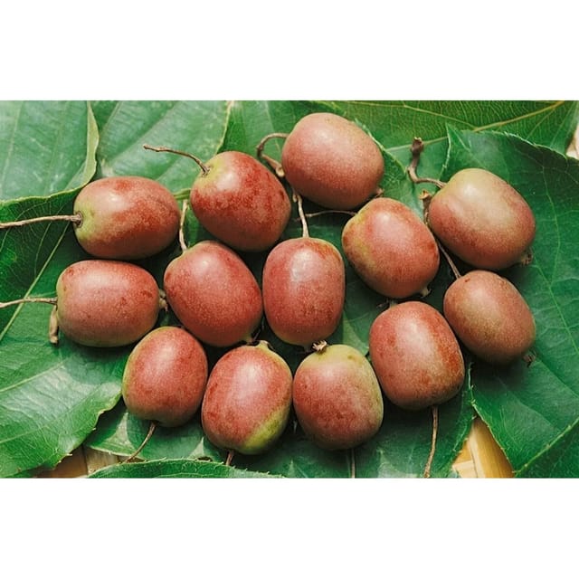 Actinidia Arguta Kens Red Kiwibeere Rot 40–60 Cm