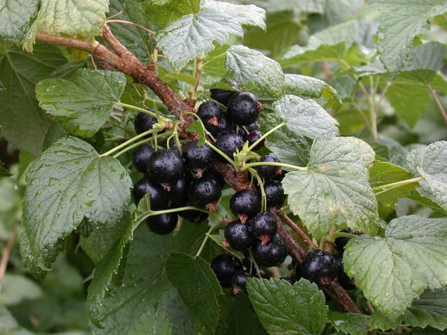 Ribes Nigrum Titania Schwarze Johannisbeere 40–60 Cm Ertragreich