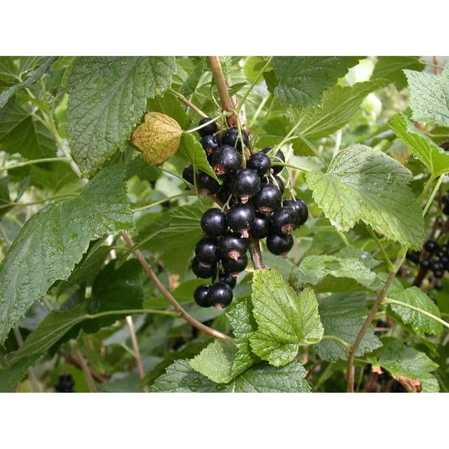 Ribes Nigrum Titania Schwarze Johannisbeere 90 Cm Stammhöhe