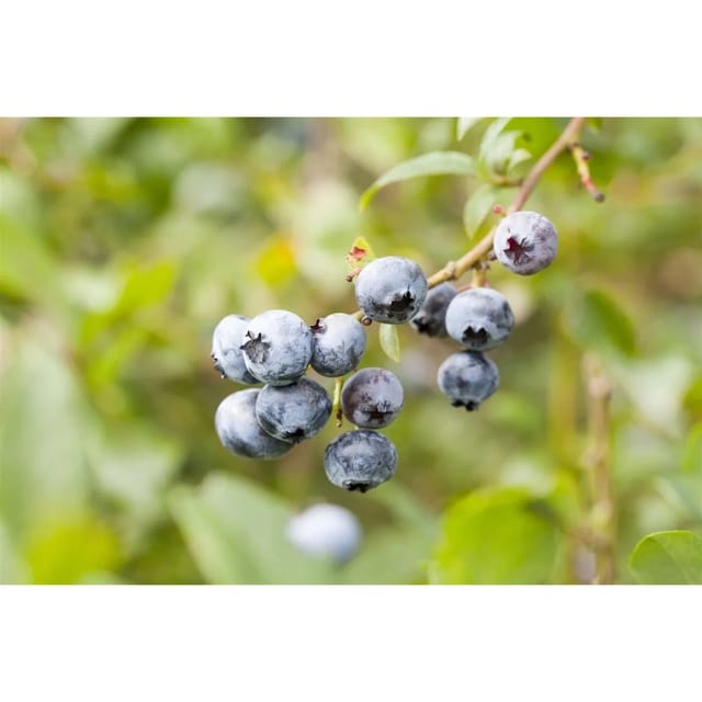 Vaccinium Corymbosum Toro Heidelbeere Große Früchte 80–100 Cm