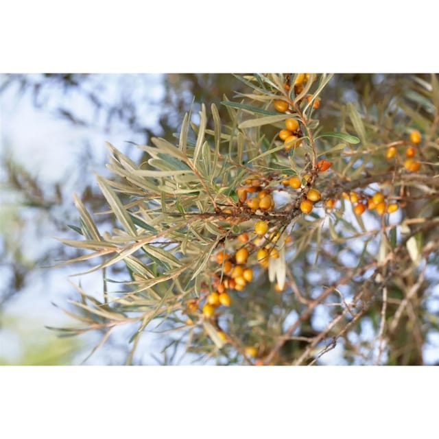 Hippophae Rhamnoides Sanddorn 60–100 Cm