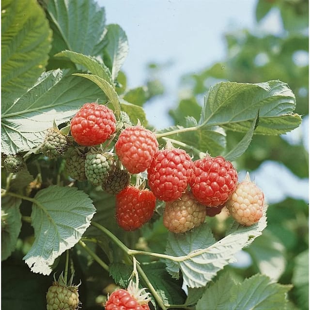 Rubus Idaeus Autumn Bliss -S- Himbeere Rot 40–60 Cm