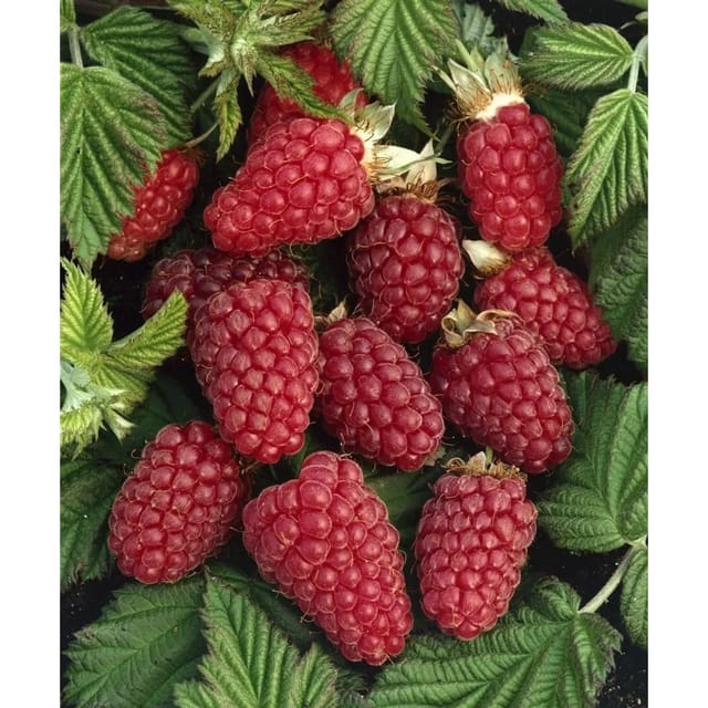Rubus Tayberry Medana -R- Tayberry Süß 40–60 Cm