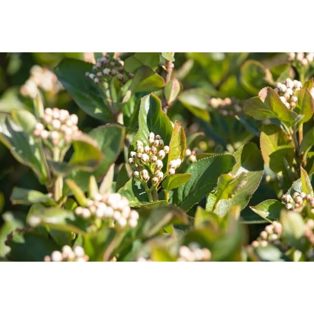 Aronia Melanocarpa Aron Schwarze Apfelbeere 60–80 Cm