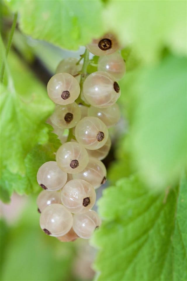 Ribes Rubrum Weiße Versailler Weiße Johannisbeere 40–60 Cm