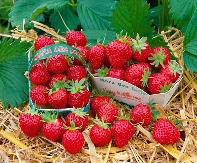 Fragaria Mara Des Bois -S- Erdbeere Aromatisch Ca. 9x9 Cm Topf
