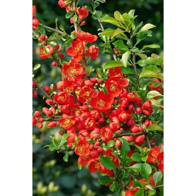 Chaenomeles Japonica Cido Red Zierquitte Rot 30–40 Cm