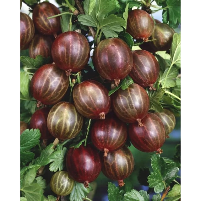 Ribes Uva-Crispa Hinnonmäki Rot Stachelbeere Rot 60 Cm Stammhöhe