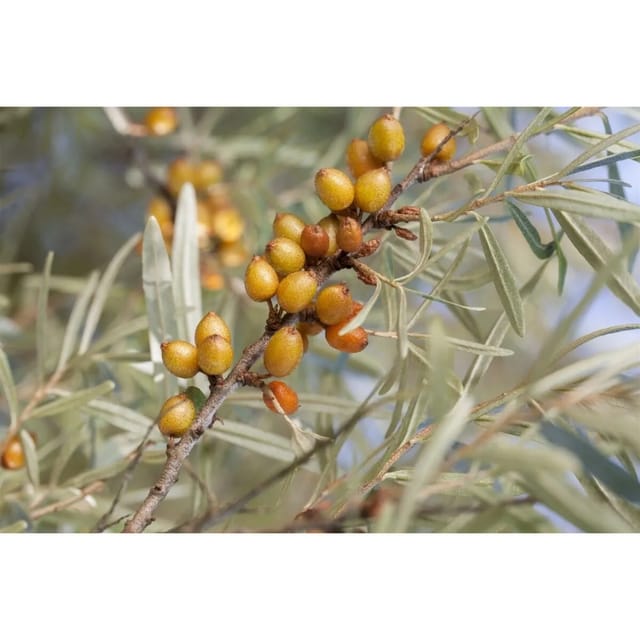 Hippophae Rhamnoides Vitaminhochzeit Sanddorn 40–60 Cm
