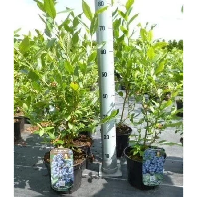 Vaccinium Corymbosum Bluecrop Heidelbeere 60–80 Cm Ertragreich