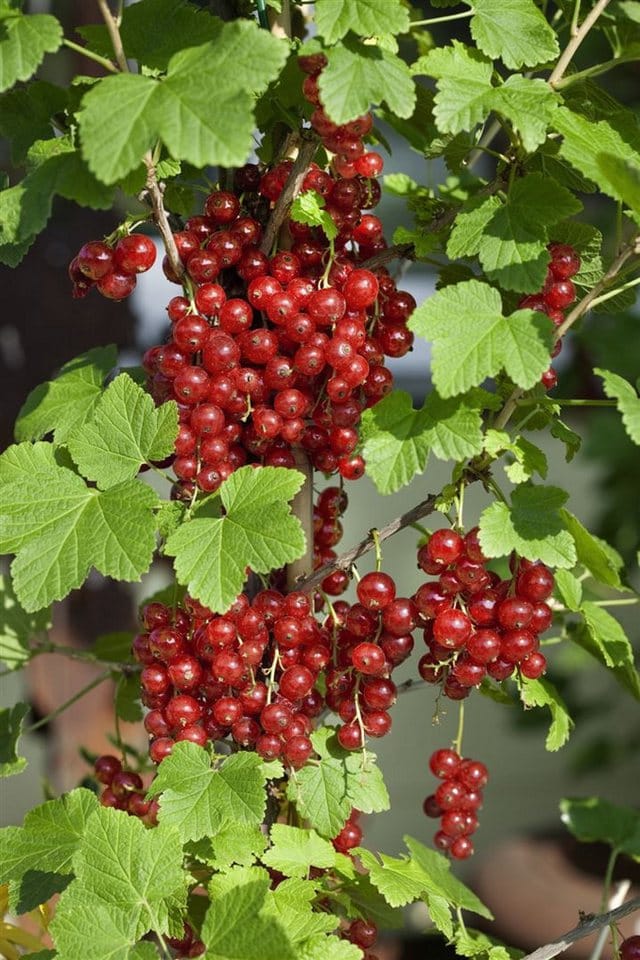 Ribes Rubrum Jonkheer Van Tets Rote Johannisbeere 60 Cm Stammhöhe