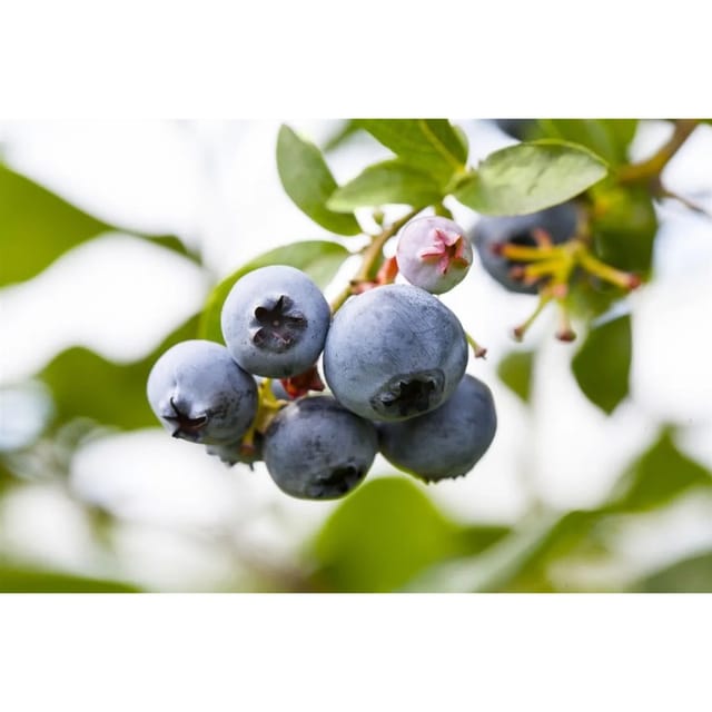 Vaccinium Corymbosum Putte Heidelbeere Kompakt 40–60 Cm