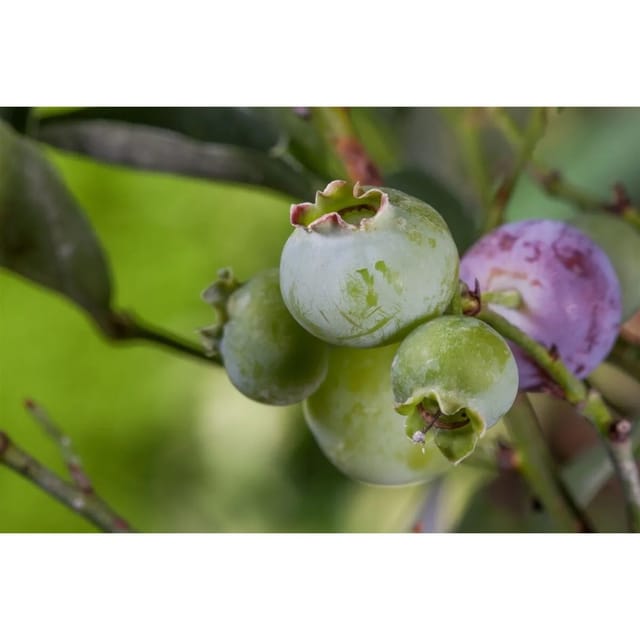 Vaccinium Corymbosum Bluegold Heidelbeere 25–30 Cm Ertragreich