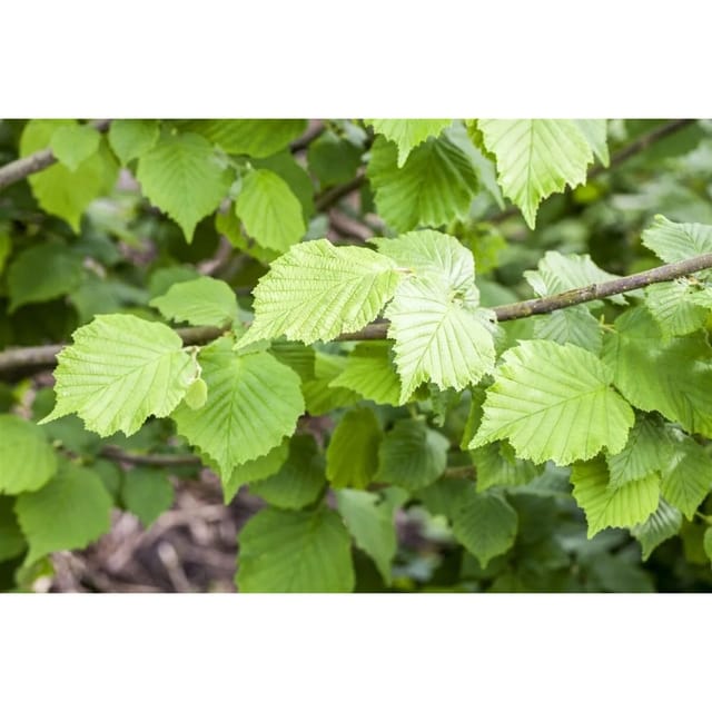 Corylus Avellana Nottinghams Früheste Haselnuss 60–100 Cm
