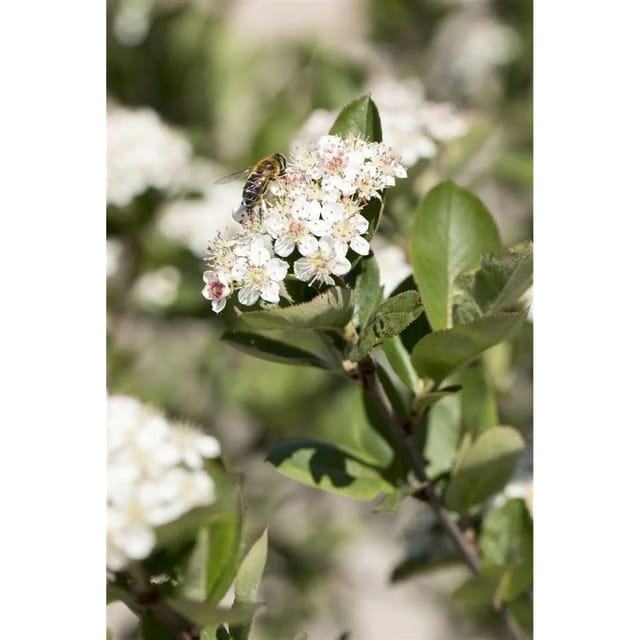 Aronia Prunifolia Nero Apfelbeere Schwarz 125–150 Cm