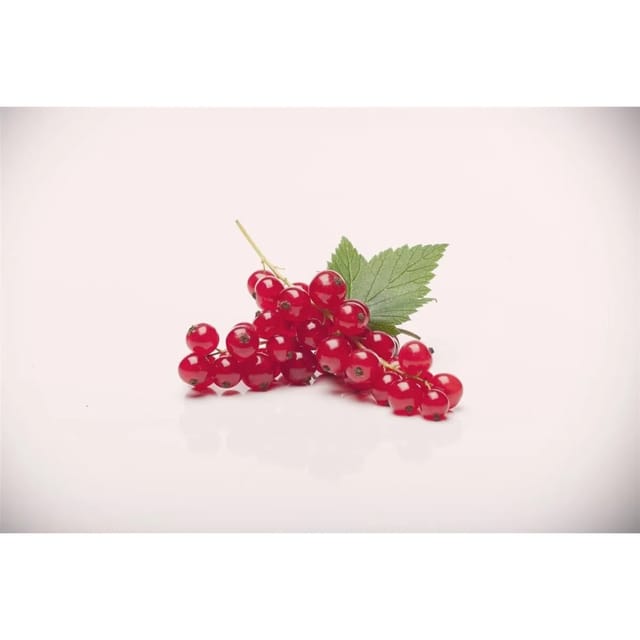 Ribes Rubrum Rovada Rote Johannisbeere 60 Cm Stammhöhe
