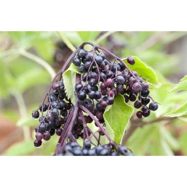 Sambucus Nigra Haschberg Schwarzer Holunder 60–100 Cm Ertragreich