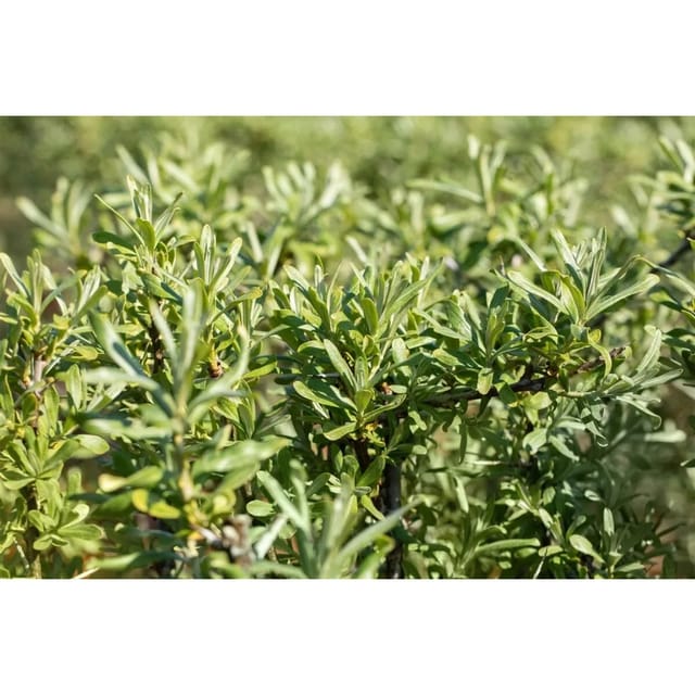 Hippophae Rhamnoides Sirola Sanddorn Orange Beeren 60–100 Cm