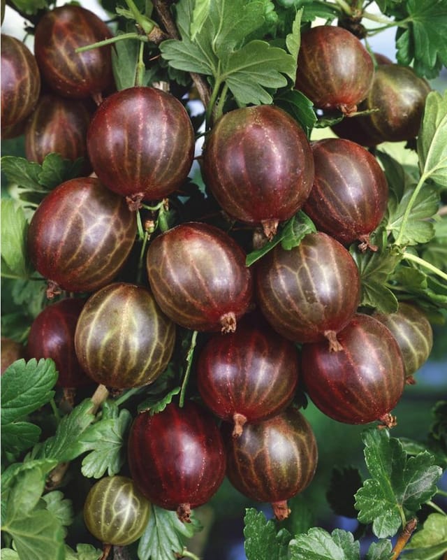 Ribes Uva-Crispa Hinnonmäki Rot Stachelbeere Rot 90 Cm Stammhöhe