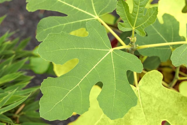 Ficus Carica Firoma Feigenbaum 60–80 Cm