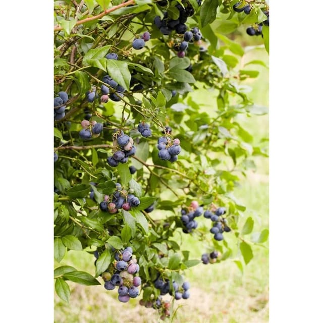 Vaccinium Corymbosum Sunshine Blue Heidelbeere Kompakt 40–60 Cm