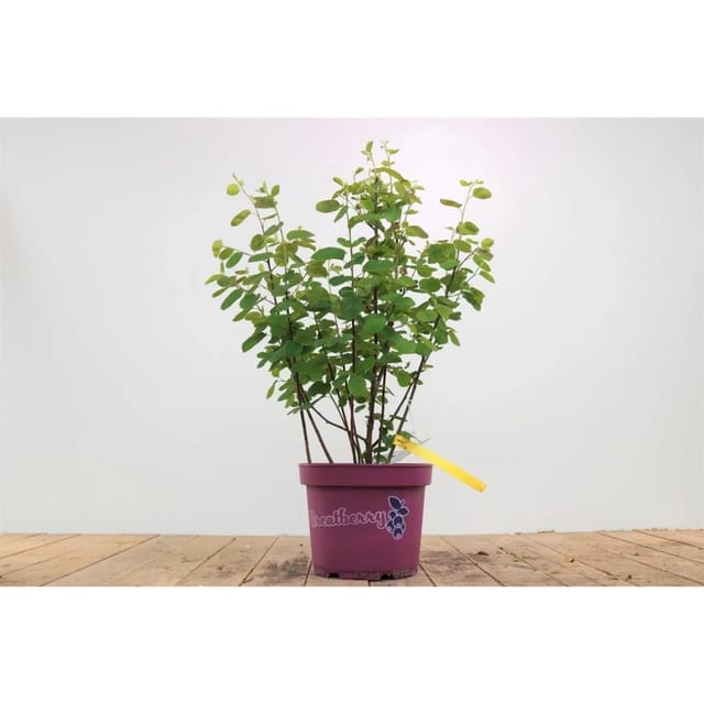 Amelanchier Alnifolia Greatberry Farm Felsenbirne 50–60 Cm