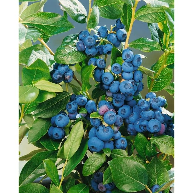 Vaccinium Corymbosum Patriot Heidelbeere 40–60 Cm Ertragreich