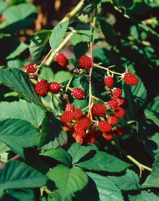 Rubus Fruticosus Thornfree Brombeere Dornenlos 60–100 Cm