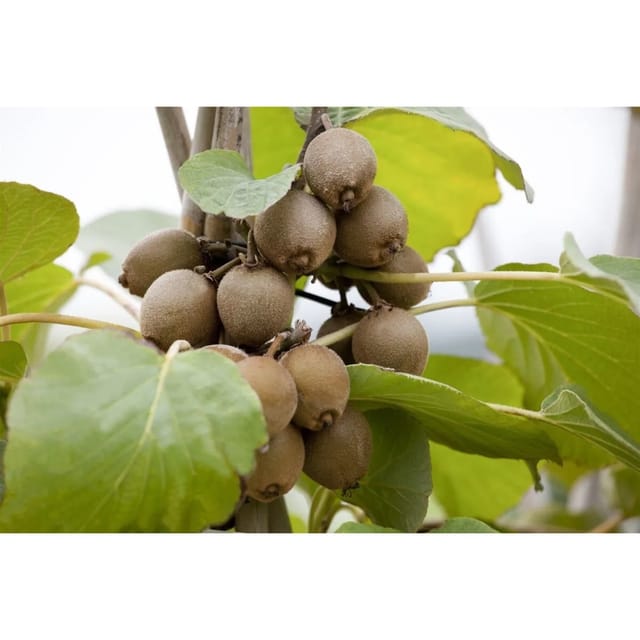 Actinidia Chinensis Solo Kiwi 100–150 Cm Selbstfruchtend
