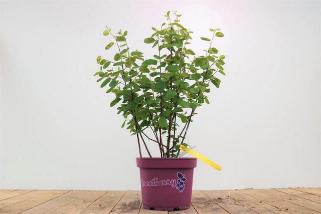Amelanchier Alnifolia Greatberry Fruty Felsenbirne 50–60 Cm
